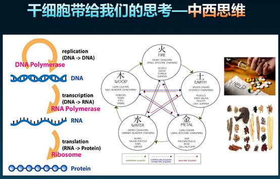 能抗衰的干细胞,干细胞抗衰的潜力