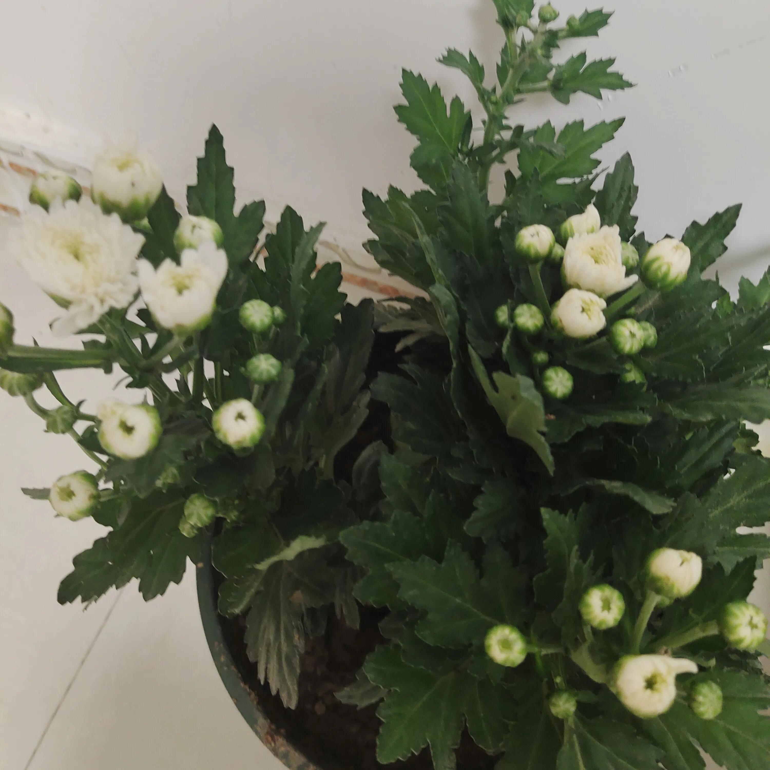 菊花苗怎样种植成活率高,拼多多上买的菊花种子是真的