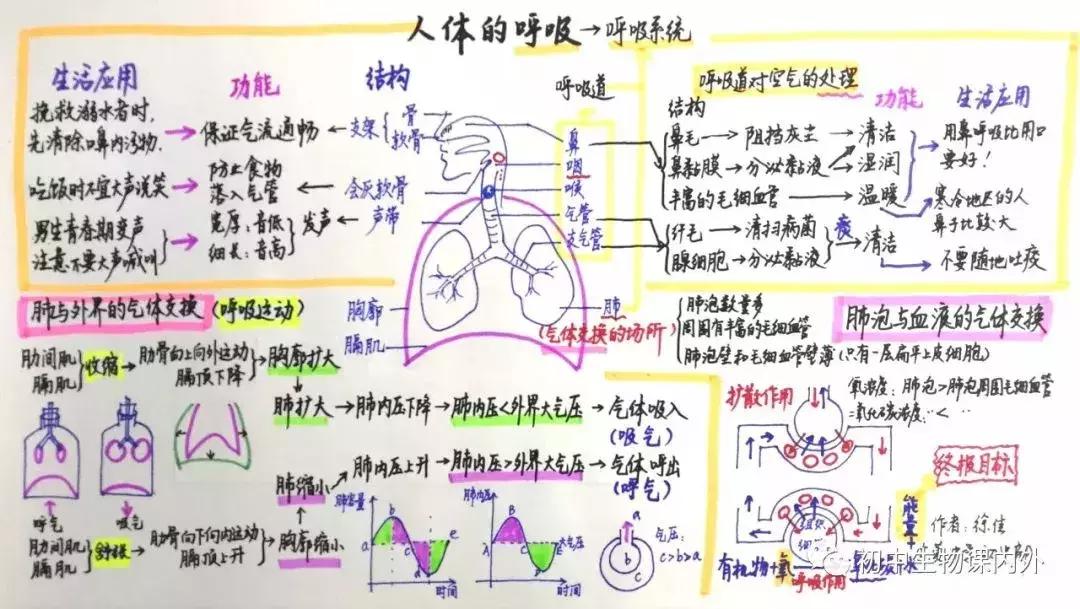 初中生物七年级下册知识点讲解,初一下册生物重点复习初中生学习