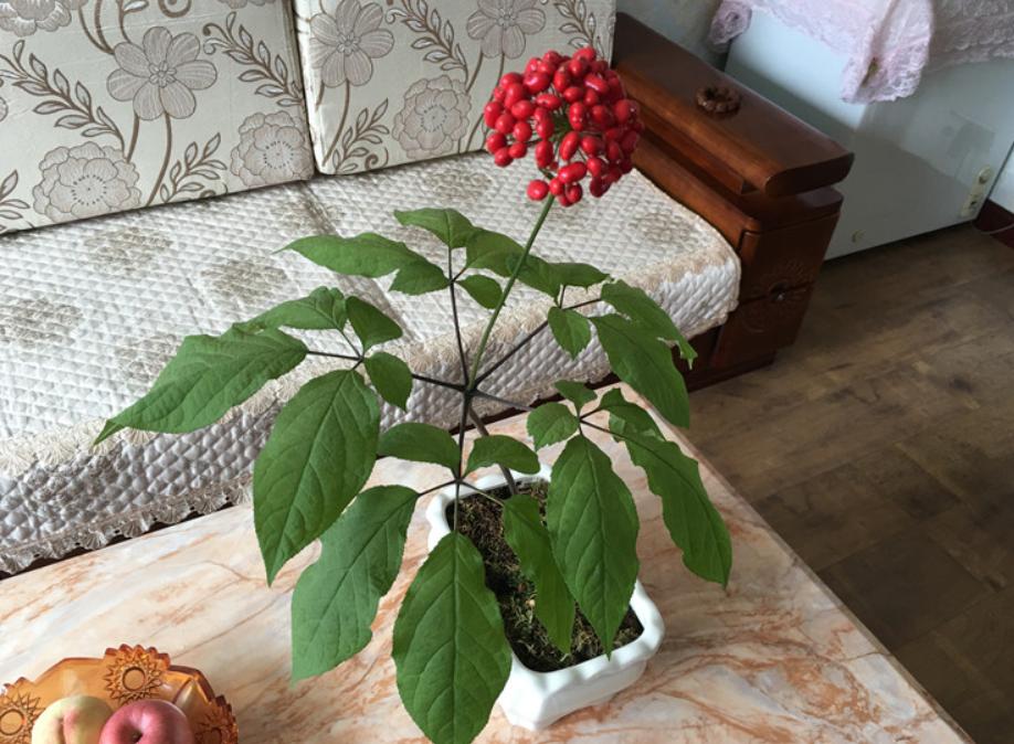 人参盆栽教程,人参如何盆栽