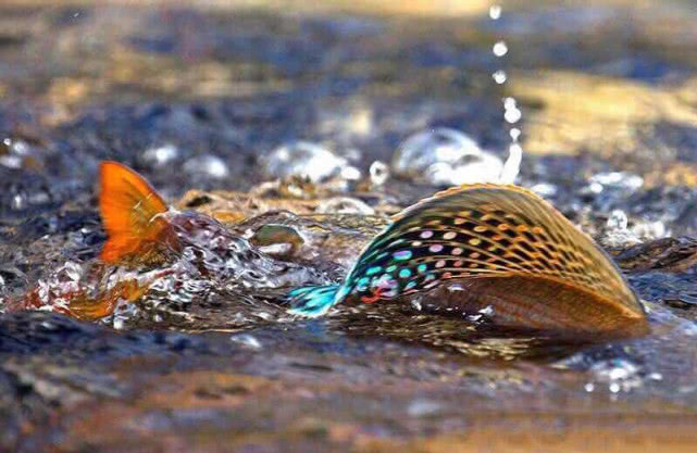 阿勒泰地区,追寻这种冷水溪流中的精灵“花翅子”现在已经禁钓