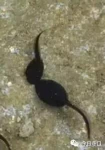 栖霞的美食,栖霞有哪些好吃的美食