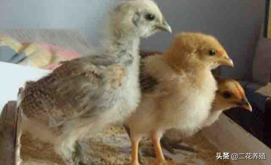 小鸡得的病医治方法,小鸡最容易生什么病怎么防治