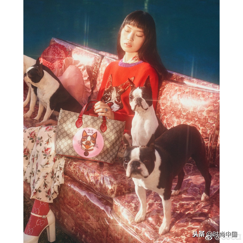 倪妮同款小猫咪,倪妮李宇春奇妙的动物