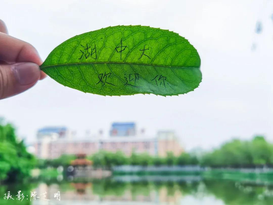 中医药文创设计大赛方案,中医药产品设计大赛作品