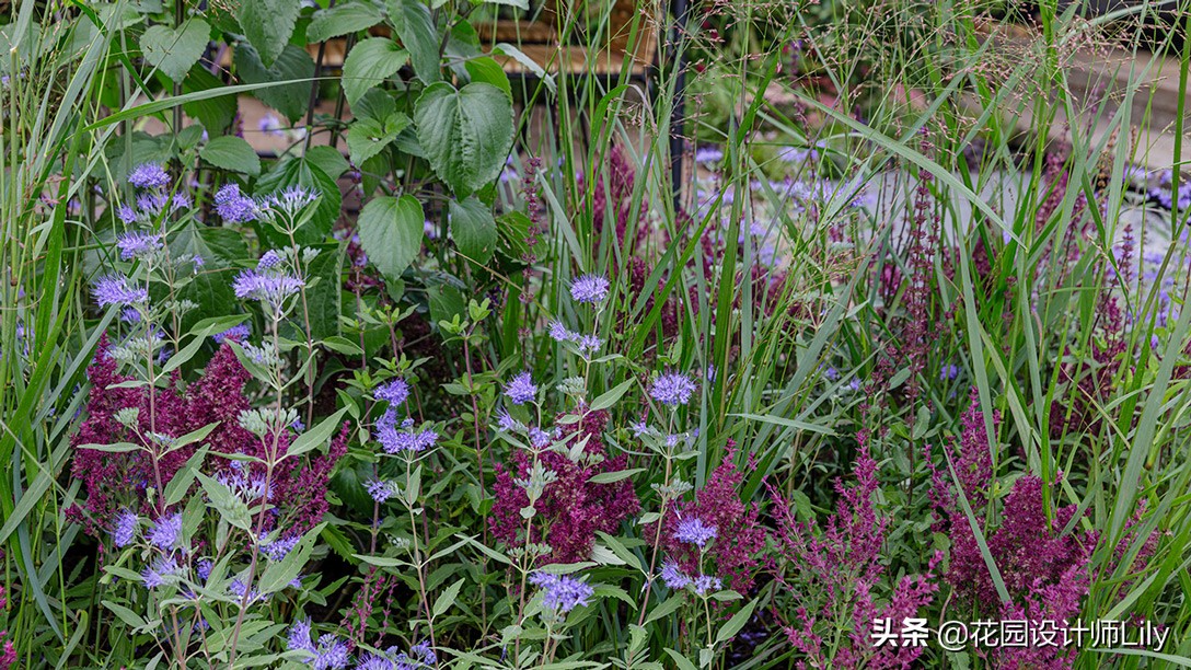 2023年切尔西花展各个花园的介绍,切尔西花展最佳花园