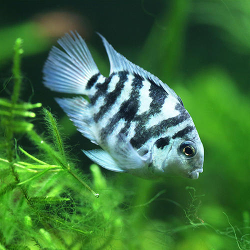 冬天不加温不打氧冻不死的观赏鱼,养不死的观赏鱼图片及名称价格表