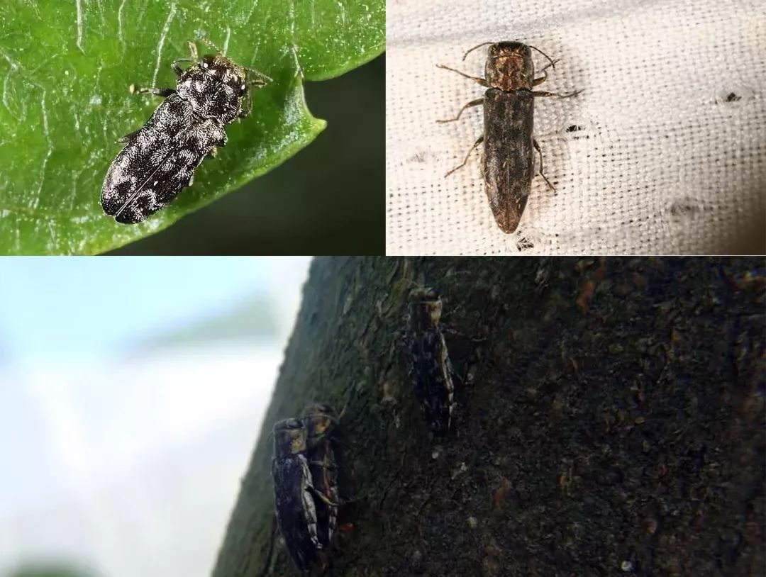 怎么消灭果树内蛀虫,如何杀死树里的蛀虫