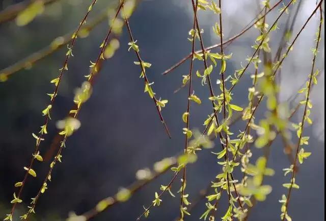 赞美春天柳树的优美句子,形容春天柳树的唯美句子
