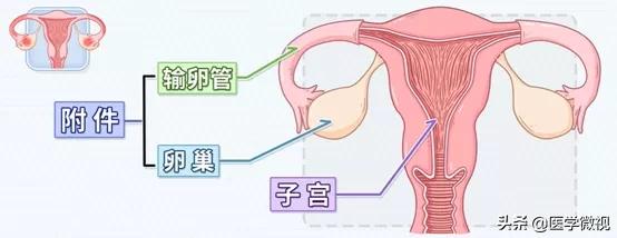 有了夫妻生活以后，女性患这种病的几率大大增加！你还不重视吗？
