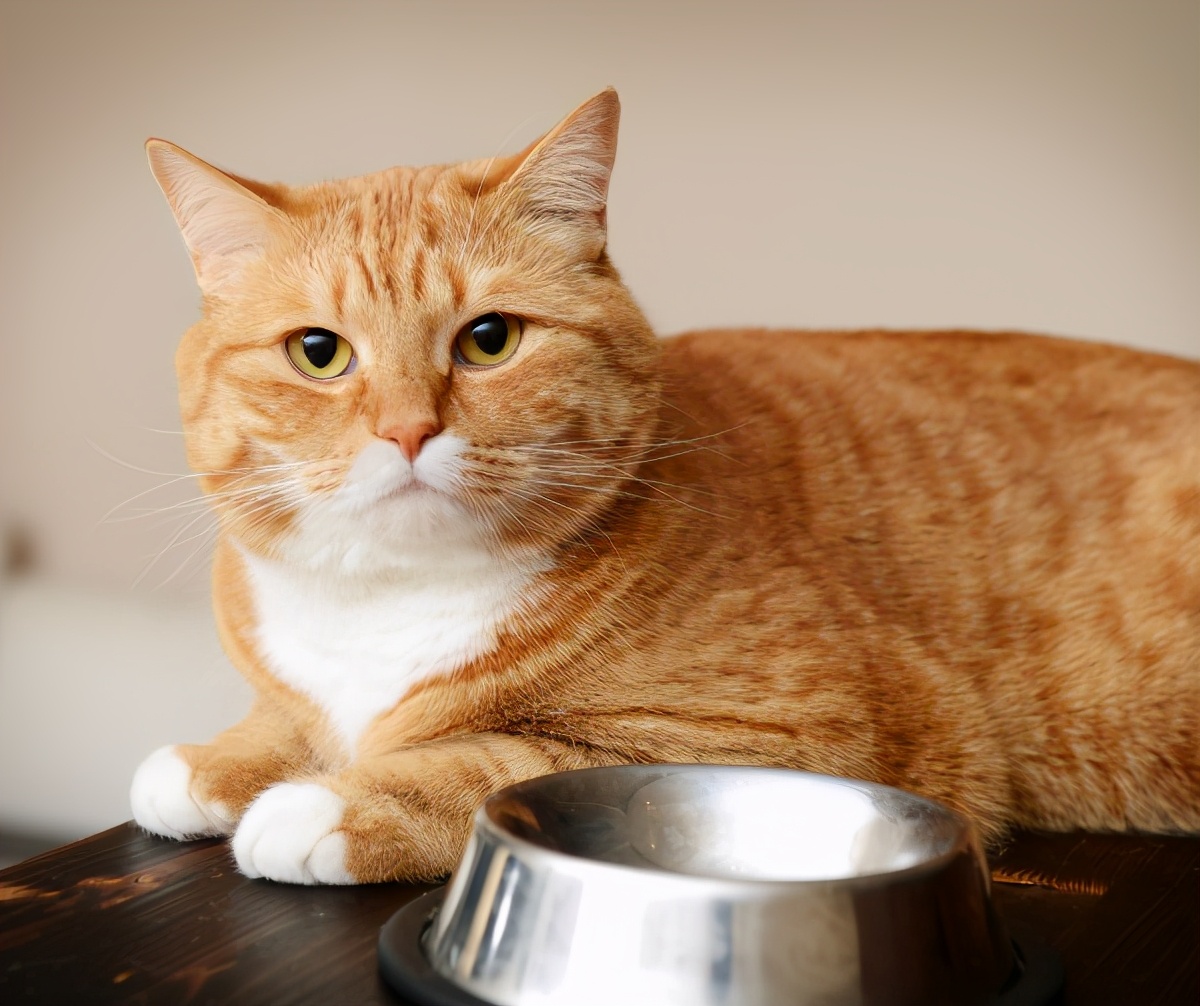 老祖宗选猫方法,在同一窝猫里挑性格最好的猫