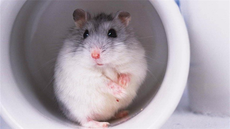 自制仓鼠磨牙工具,最好用什么给仓鼠磨牙齿