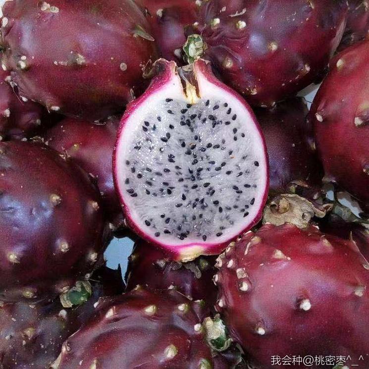 燕窝级火龙果,燕窝果海南火龙果