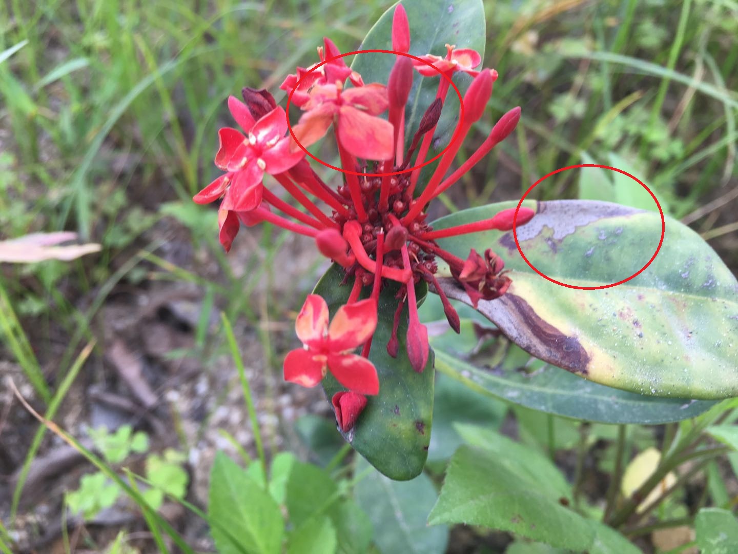 龙船花怎么养护修剪视频,龙船花冬天可以修剪吗示意图