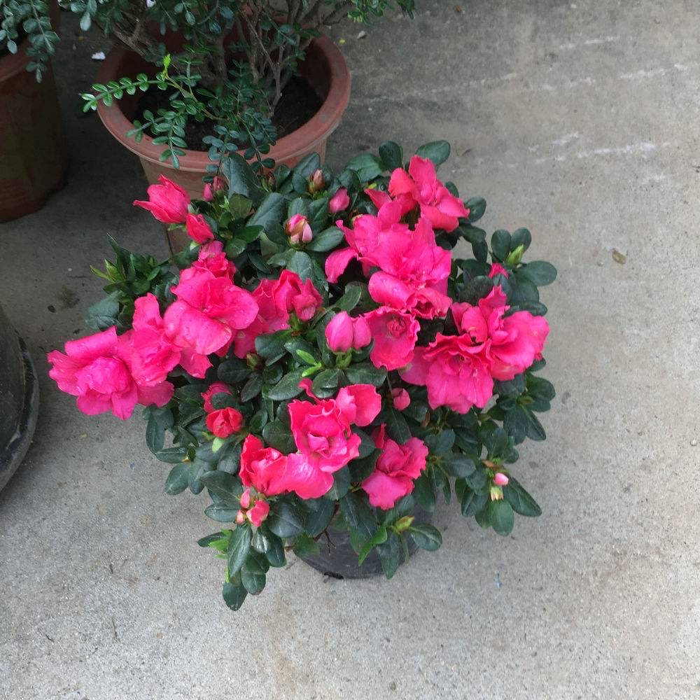 养好杜鹃花用什么土最好,养好杜鹃花的视频