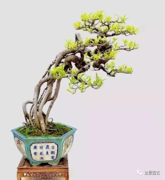 有哪些经典盆景树种,最值得收藏的六种盆景树种是哪些