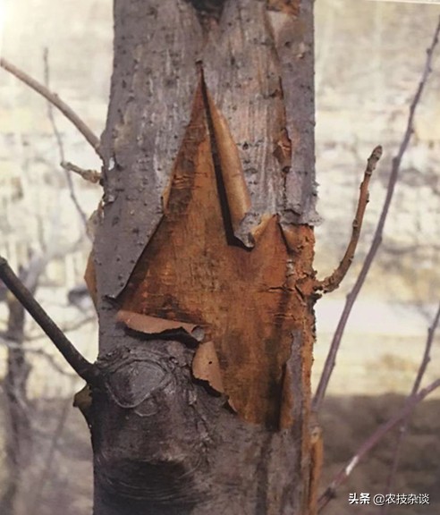 苹果干腐病怎样治疗,苹果干腐病怎么治疗