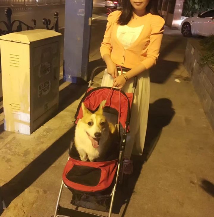 新手如何养博美犬,新手如何涂粉底