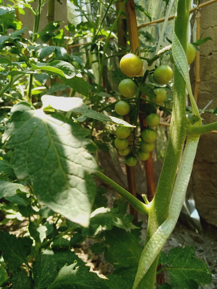 樱桃番茄最好的颜色,樱桃番茄挑选