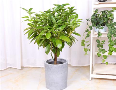 平安树叶子干尖发黑怎么解决,平安树叶子尖发黑干枯用什么药水