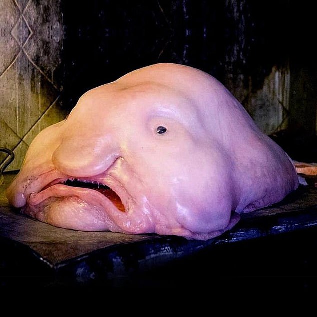 美腻的水滴鱼,水滴鱼口感