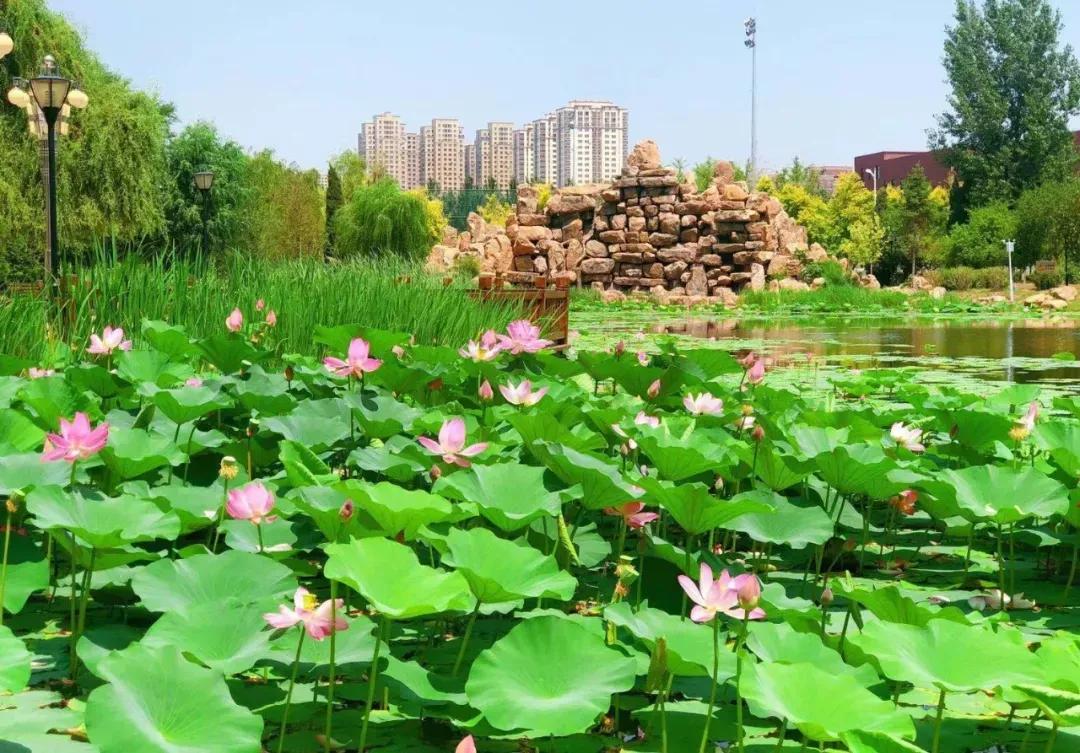 辽宁中医药大学杏林学院规模,辽宁中医学院杏林学院的排名