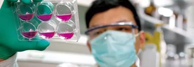 葵花盘小分子肽对痛风有效吗,小分子肽可以治疗痛风吗