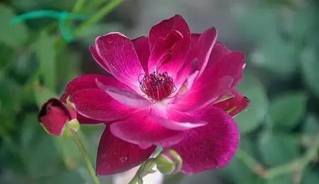 给大家介绍一下玫瑰品种,玫瑰的品种及特点介绍