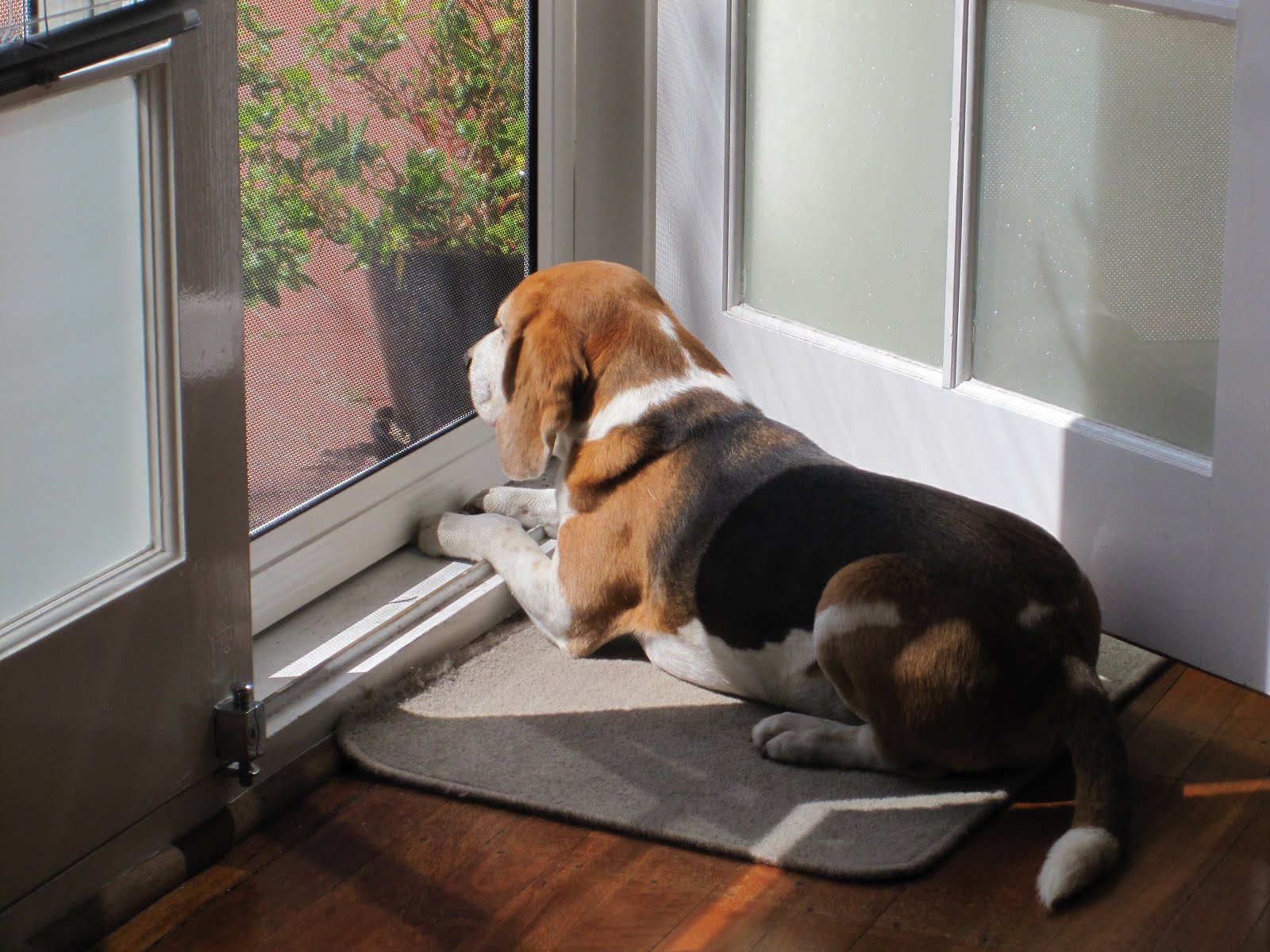 比格犬的优点和缺点有什么？看完这篇，别成为下一个比格犬受害者