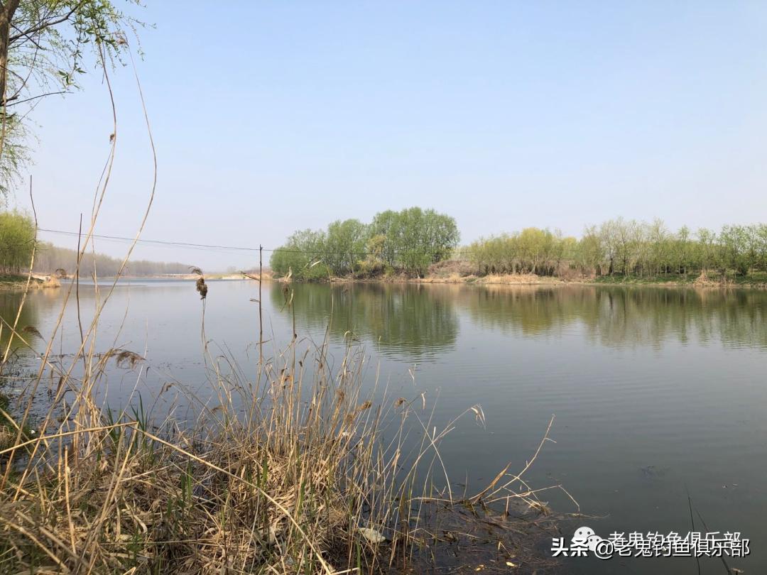 老鬼狂拉系列饵料,老鬼大板鲫狂拉测评