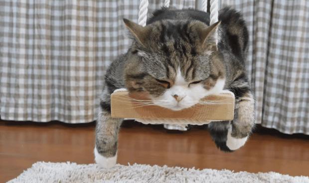 放假了猫咪带不走怎么办,过年了猫带不回去怎么办