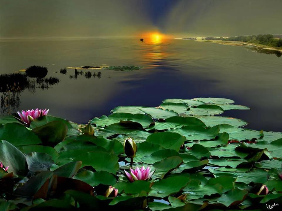 佛系最唯美的荷花图片,清新淡雅的荷花图片大全