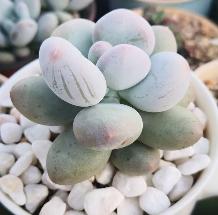 一花一世界多肉园艺,一花一世界一叶一菩提多肉植物