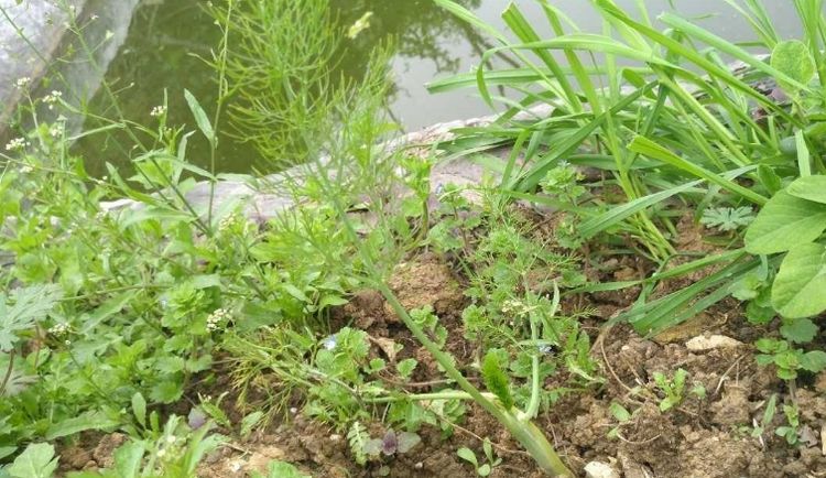 地膜茴香高产种植技术,球茎茴香的高产栽培技术