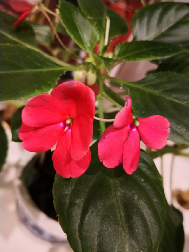 西宁之夏丨遇见美丽的凤仙花