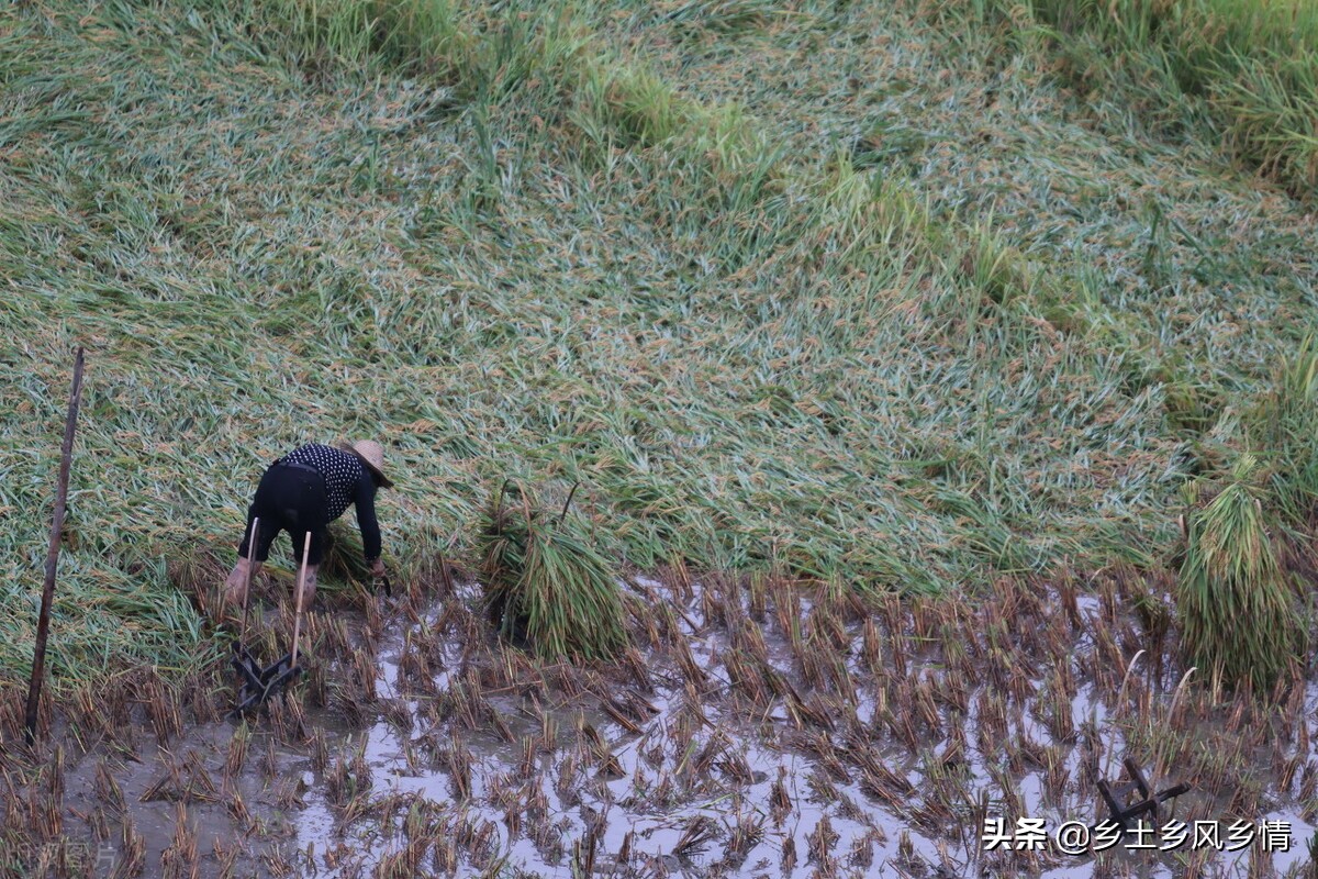 水稻倒伏怎么补救最好,水稻倒伏补救办法