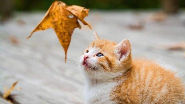 幼猫呕吐白沫是什么原因,幼猫呕吐是什么原因引起