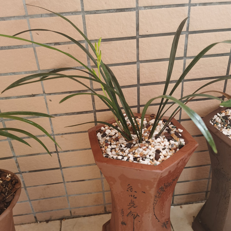 兰花黑斑病,试试这样防治,简单好用