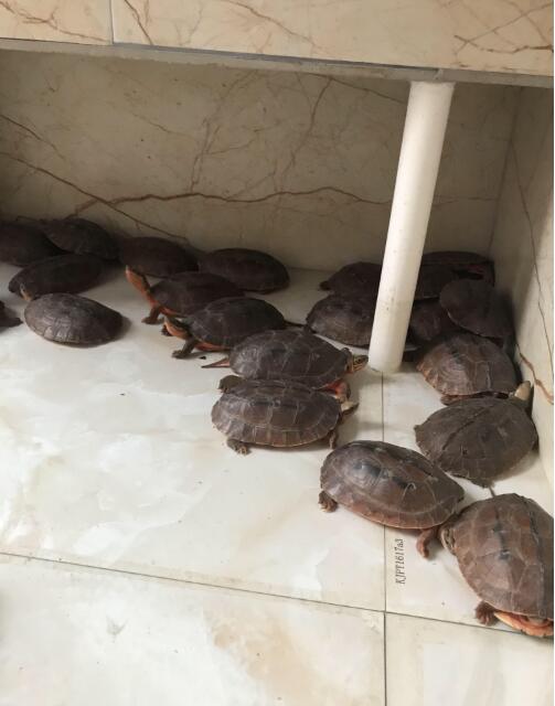 龟打架咬手,龟打架怎么办视频