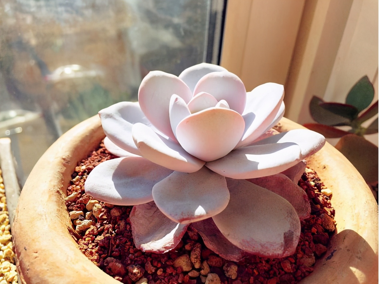 多肉怎么让它只长大不长高,多肉一直长不大怎么办