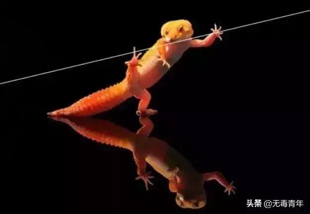 被囚34年取精，被迫亲手杀死爱子，最后只能挣扎着死去…