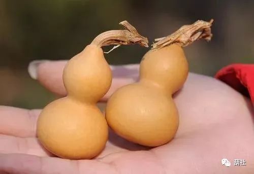 葫芦盘玩十大忌讳,玩葫芦效果