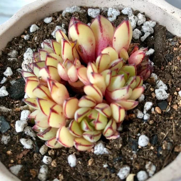 新手小白入坑多肉必看攻略,多肉新手入坑必备指南