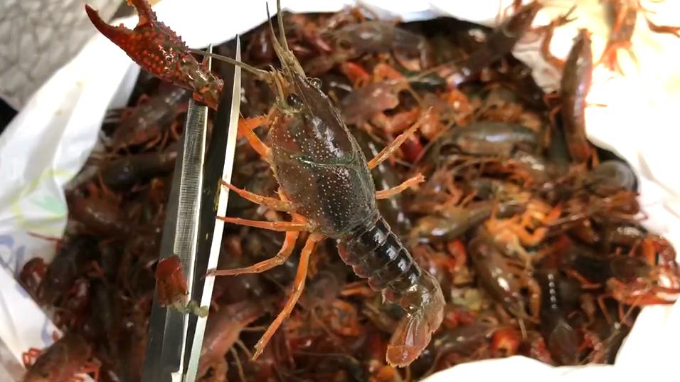 夏天，碰到此虾别手软，一次性买30斤，放冰箱冻起来，特省事