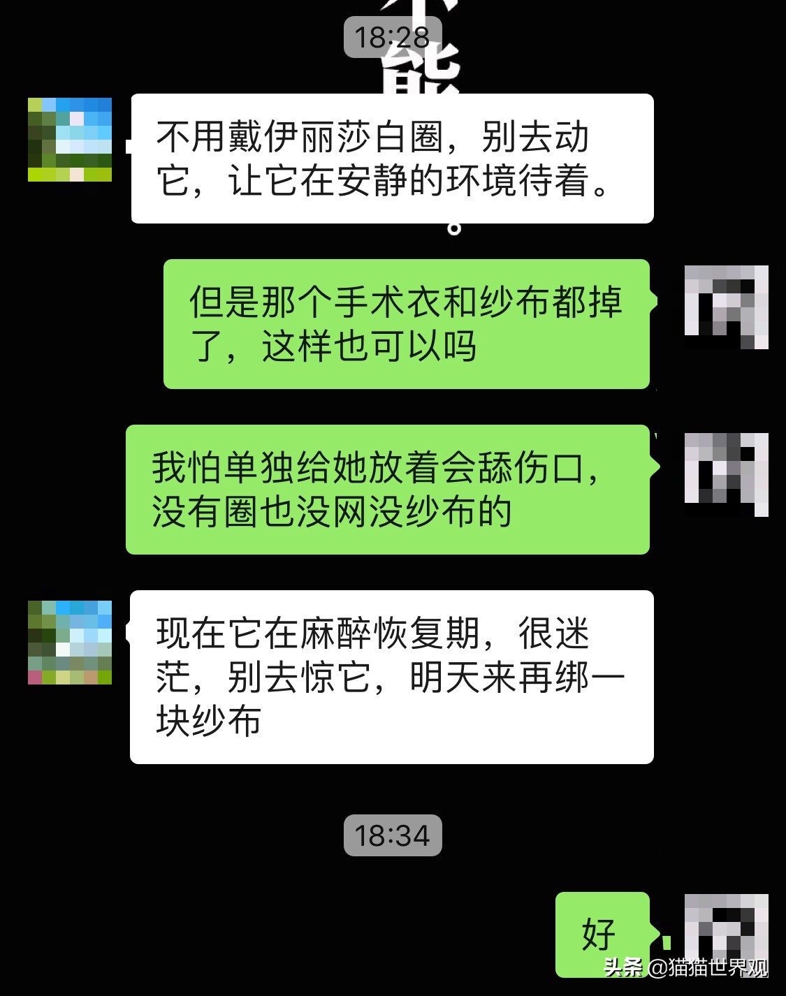 猫咪绝育手术后该如何护理才正确,猫咪绝育手术全过程母猫