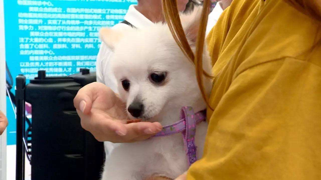 主人为给宠物狗治病花费40万,宠物生病了喂它吃药有错吗