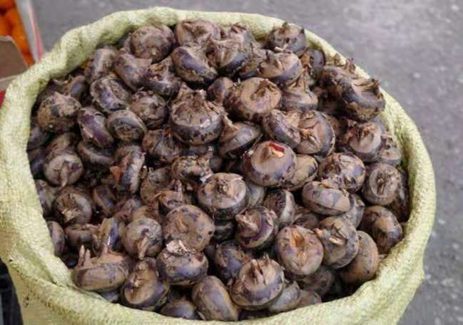 桂林荔浦马蹄：被誉为“地下明珠”，吃着清甜还能清热润肺