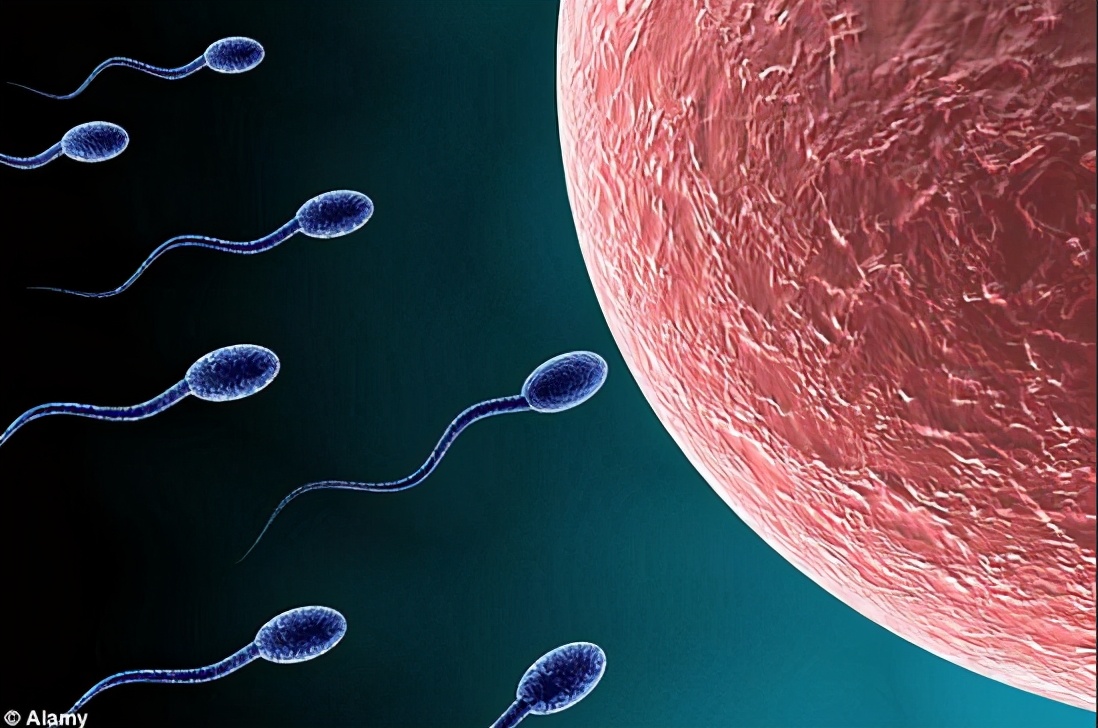 为什么精子会以蝌蚪的形式存在,科学家首次发现精子运动