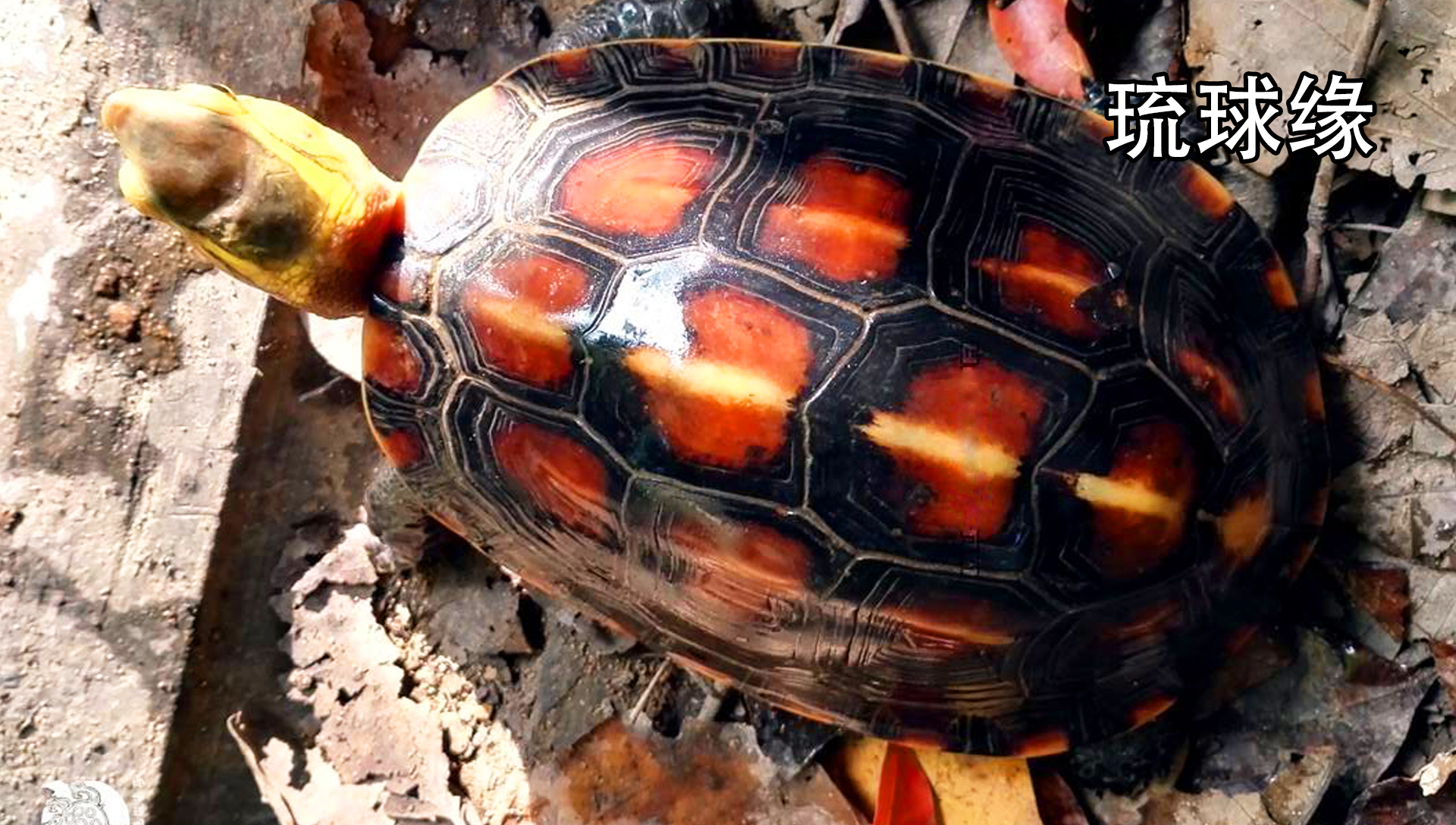 黄缘龟闭壳怎么办,黄缘闭壳龟经营方法