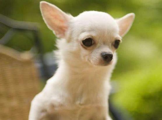 狗狗的寿命最长能活多少年,寿命最长的十种狗狗排行